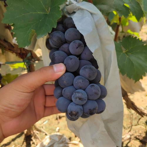 葡萄种植户如何增加果粉呢？